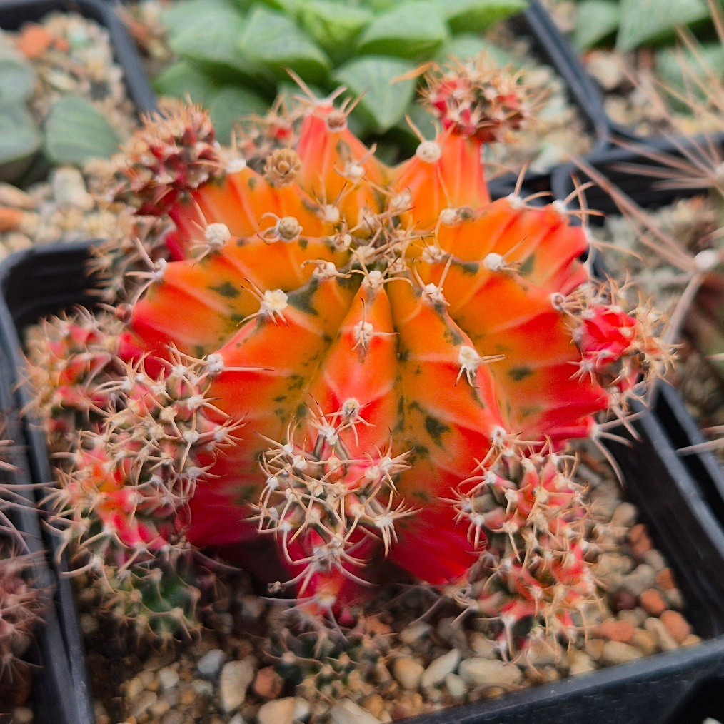 Gymnocalycium mihanovichii f.variegata VVG17 20seeds harvest 2025