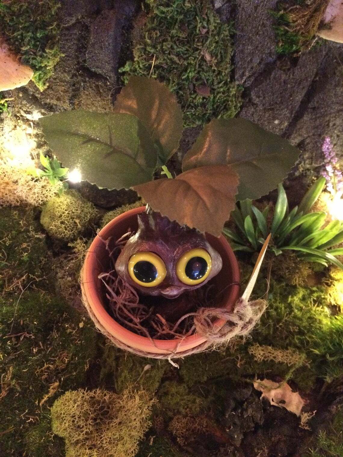 Mandrake Plant Seedling – Adorable Magical Root In A Small Terracotta Pot
