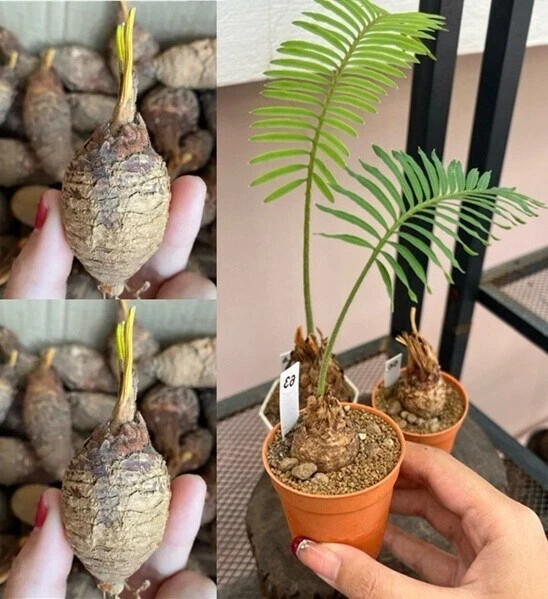 1 pcs Mini Random Size Cycas siamensis Rare Ornamental Product details Forest