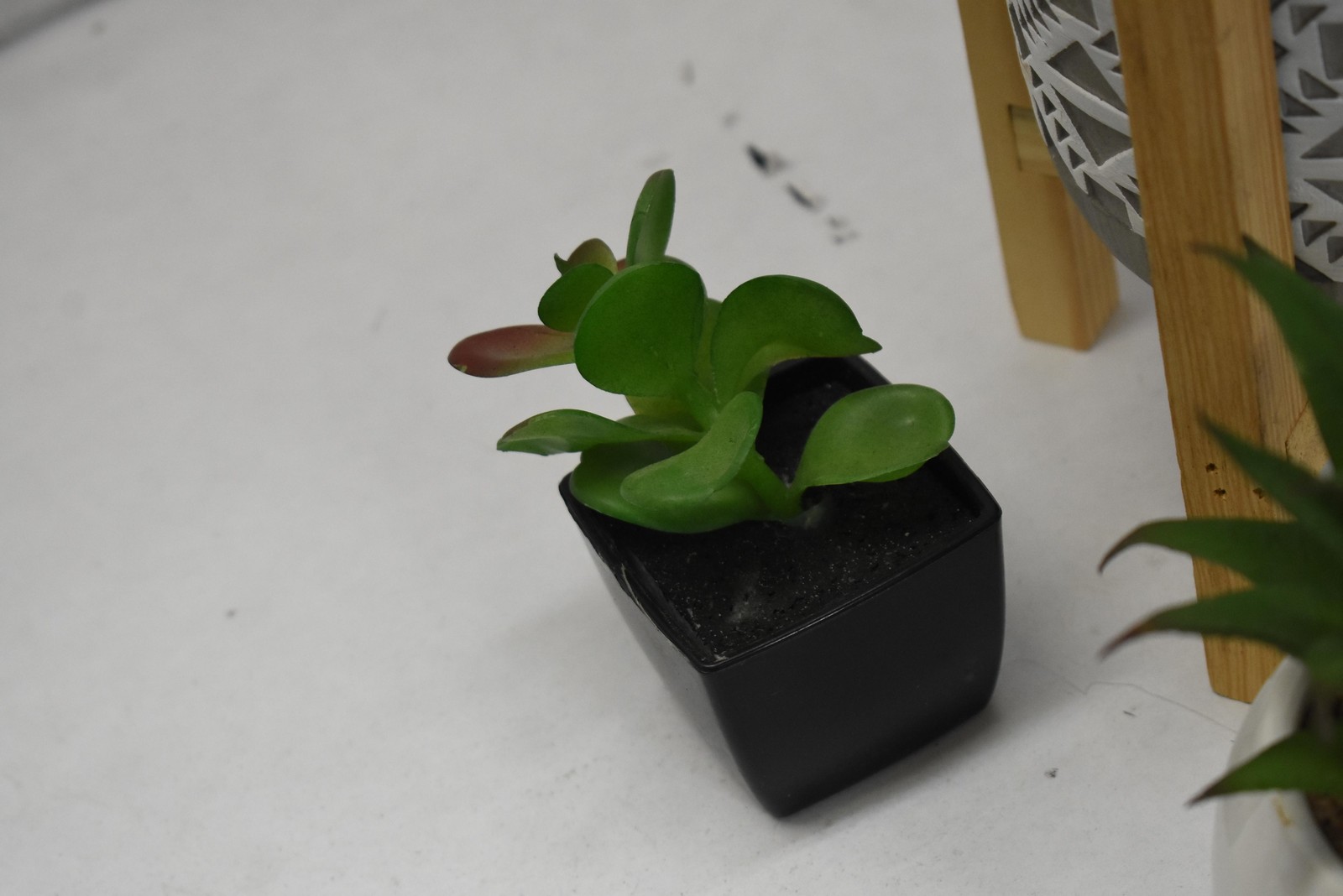 Set Of 3 Artificial Succulent Plants 8in Green Potted Ceramic Wood Centerpiece