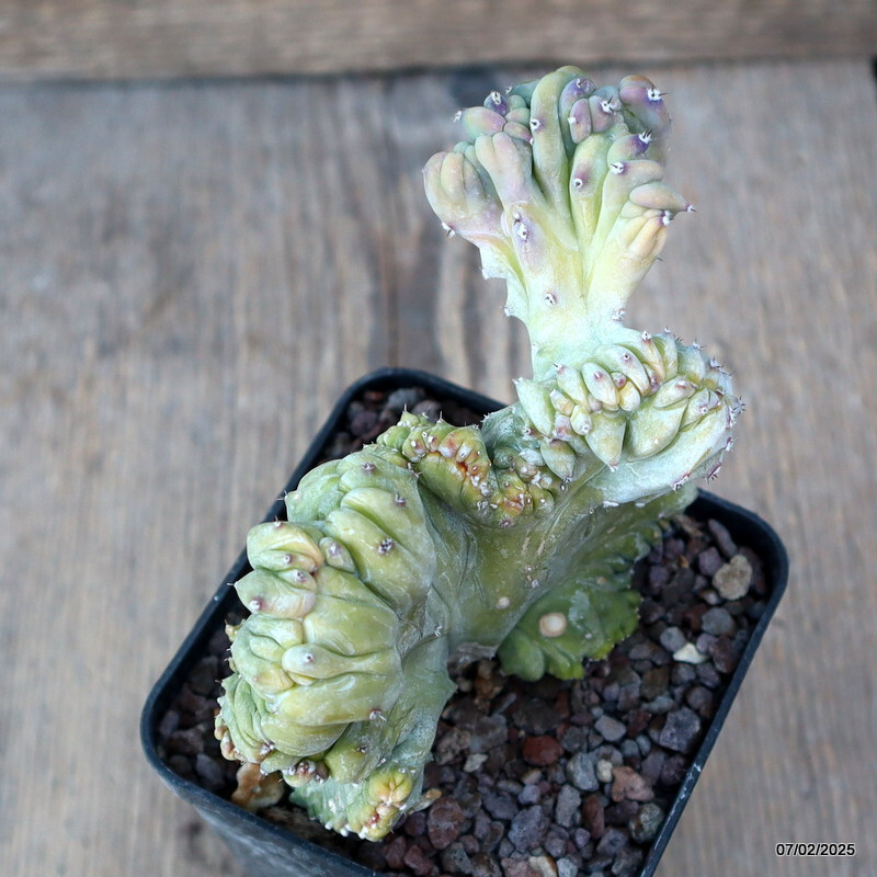 D1497 MYRTILLOCACTUS GEOMETRIZANS STRICTUS pot8-H11-W11 cm MaMa Cactus