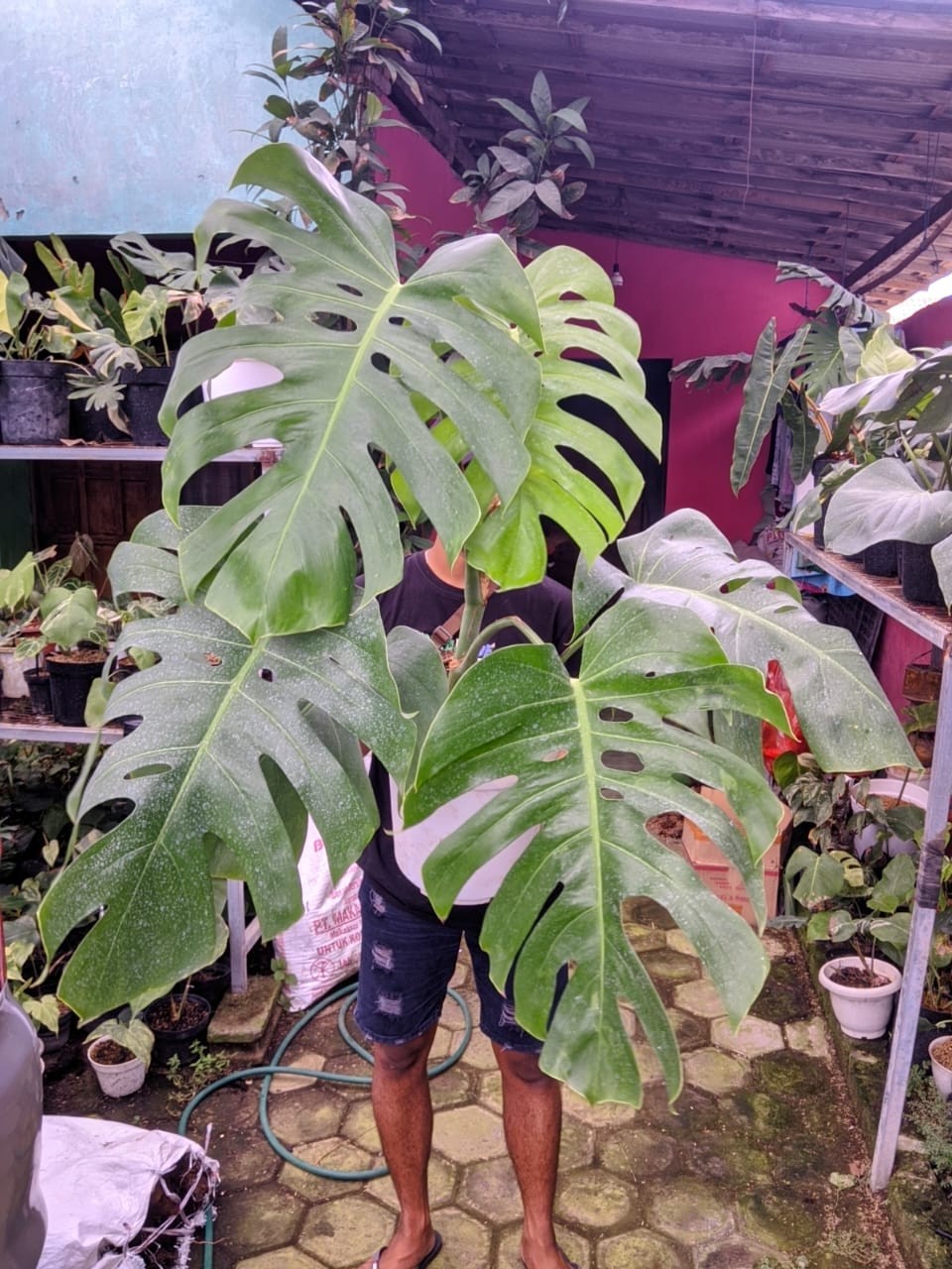 Monstera Brazillian Commonform Very Green Beauty Real Picture Super Big Size