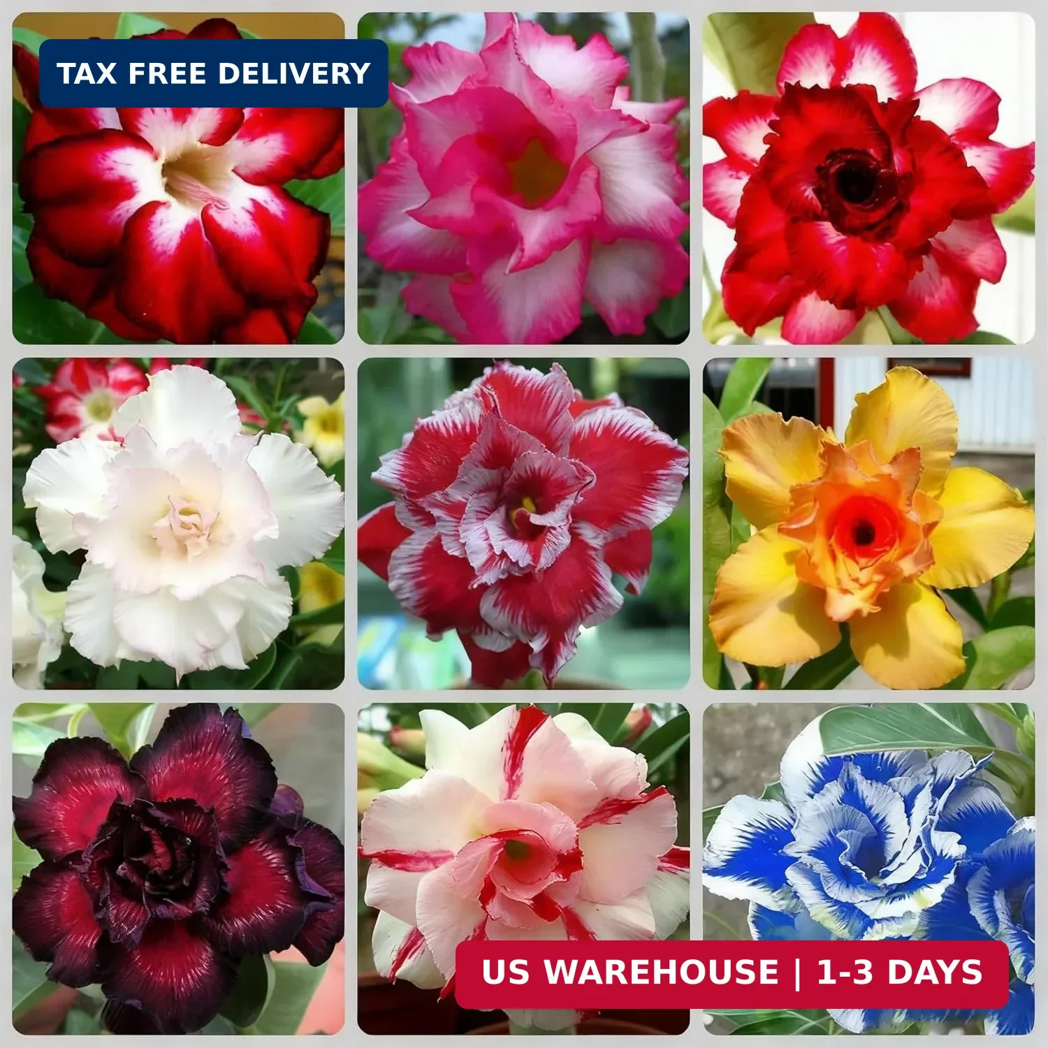 Desert Rose Seed for Planting, 100 Mixed Adenium Somalense Seeds, Shrub Flower P