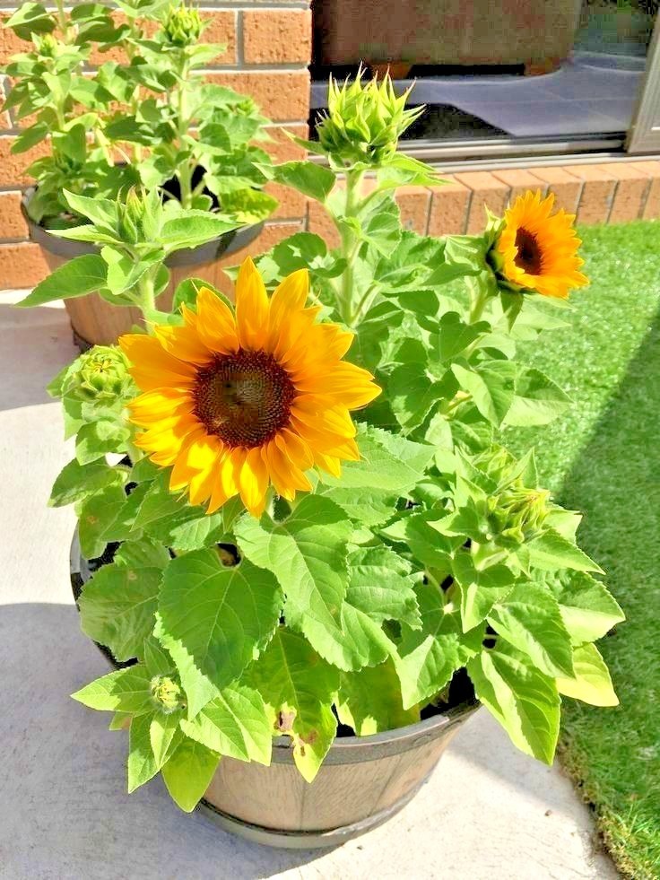 Flower DWARF Sunflower_Giant Single_Helianthus annuus_50 seeds_bag pack