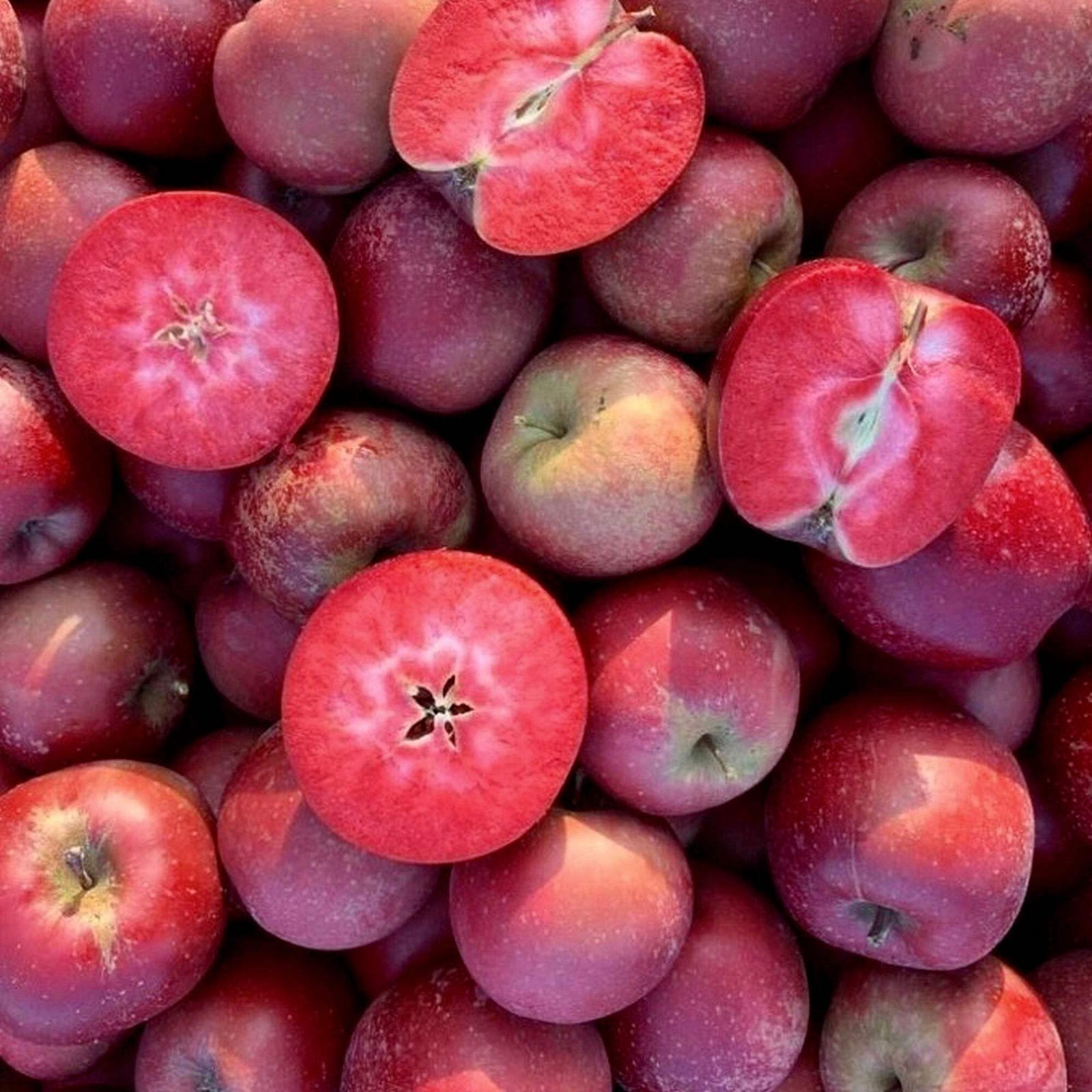 Malus domestica cv RED LOVE – RED LOVE APPLE TREE