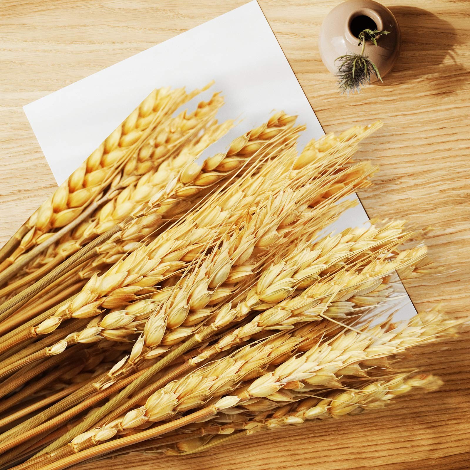 100 Stems 17.7 Inches Dried Wheat Stalks Dried Flowers 100% Natural for Home