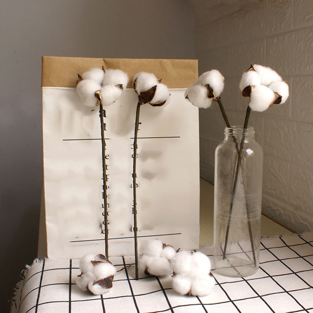 White Dried Cotton Flower Stems Natural for Wedding and Home Photography