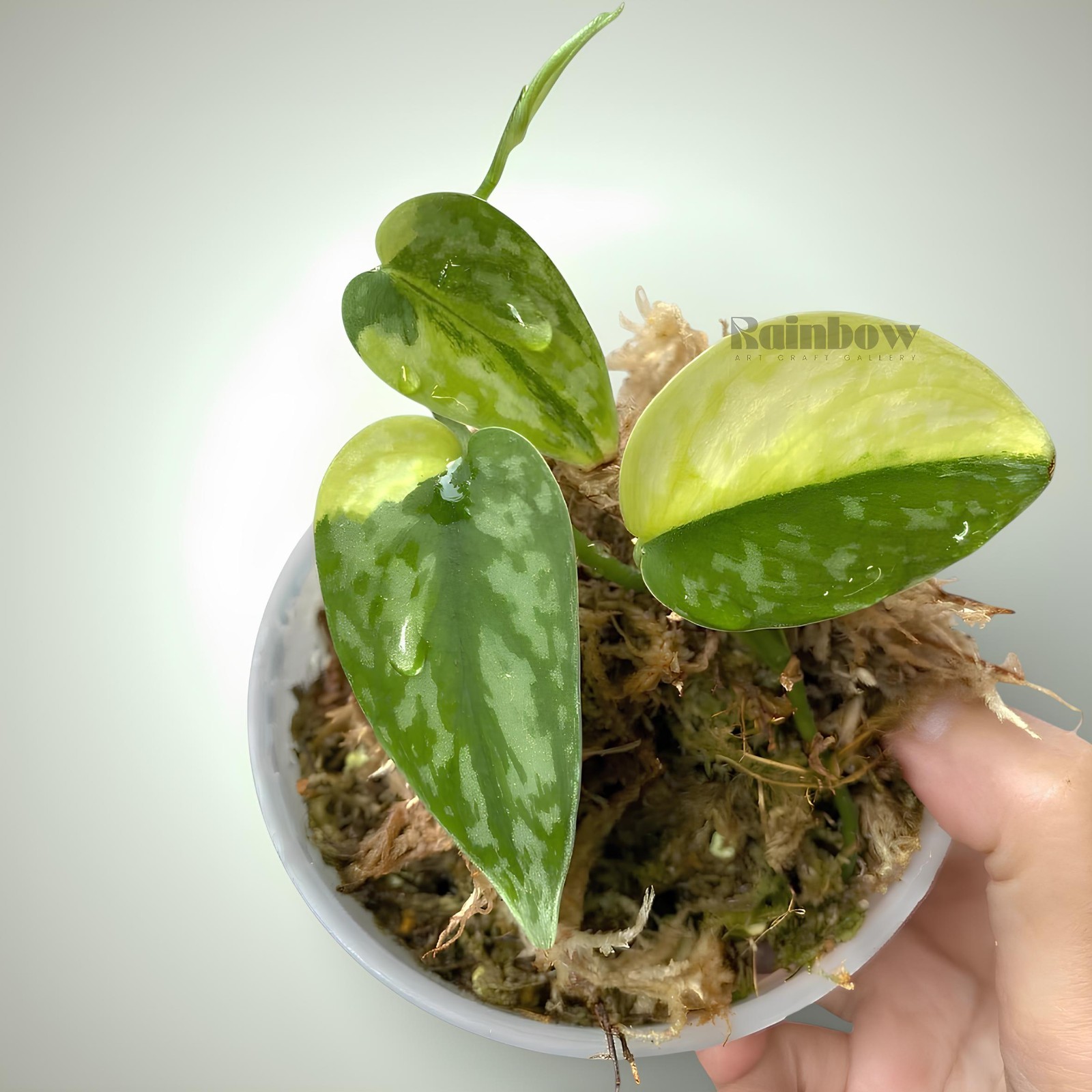 Scindapsus Apolaki Jungle Plant