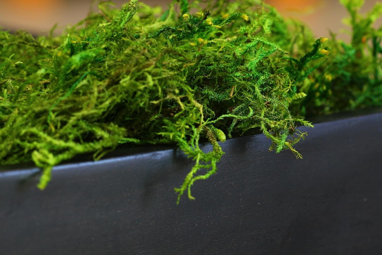 Vibrant Forest Moss, Ideal for Decor, 8oz