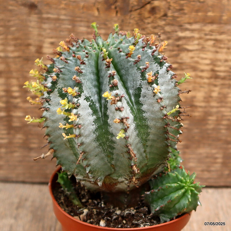 D3934 EUPHORBIA HORRIDA SNOWFLAKE pot8,5-H12-W9 cm MaMa Cactus