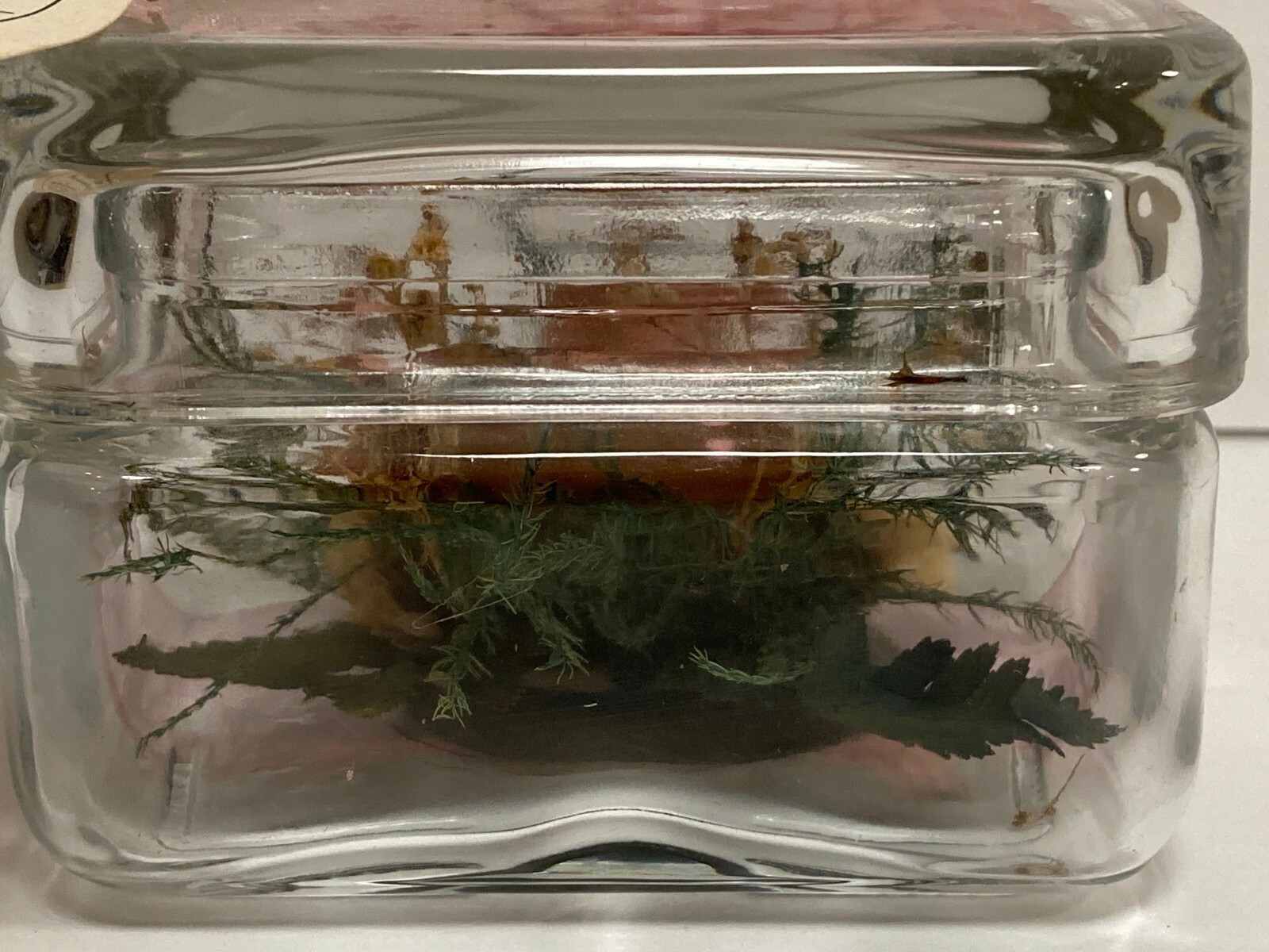 Vintage Natural Expressions. Real Freeze Dried Rose. Glass Floral Keepsake.