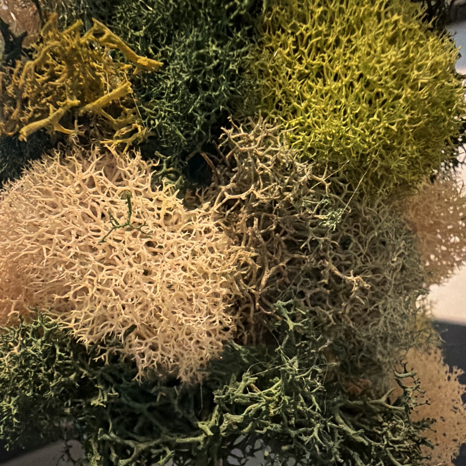 Set of 3 Artificial Moss Topiary Trees in Pots, Green/Beige Faux Topiary