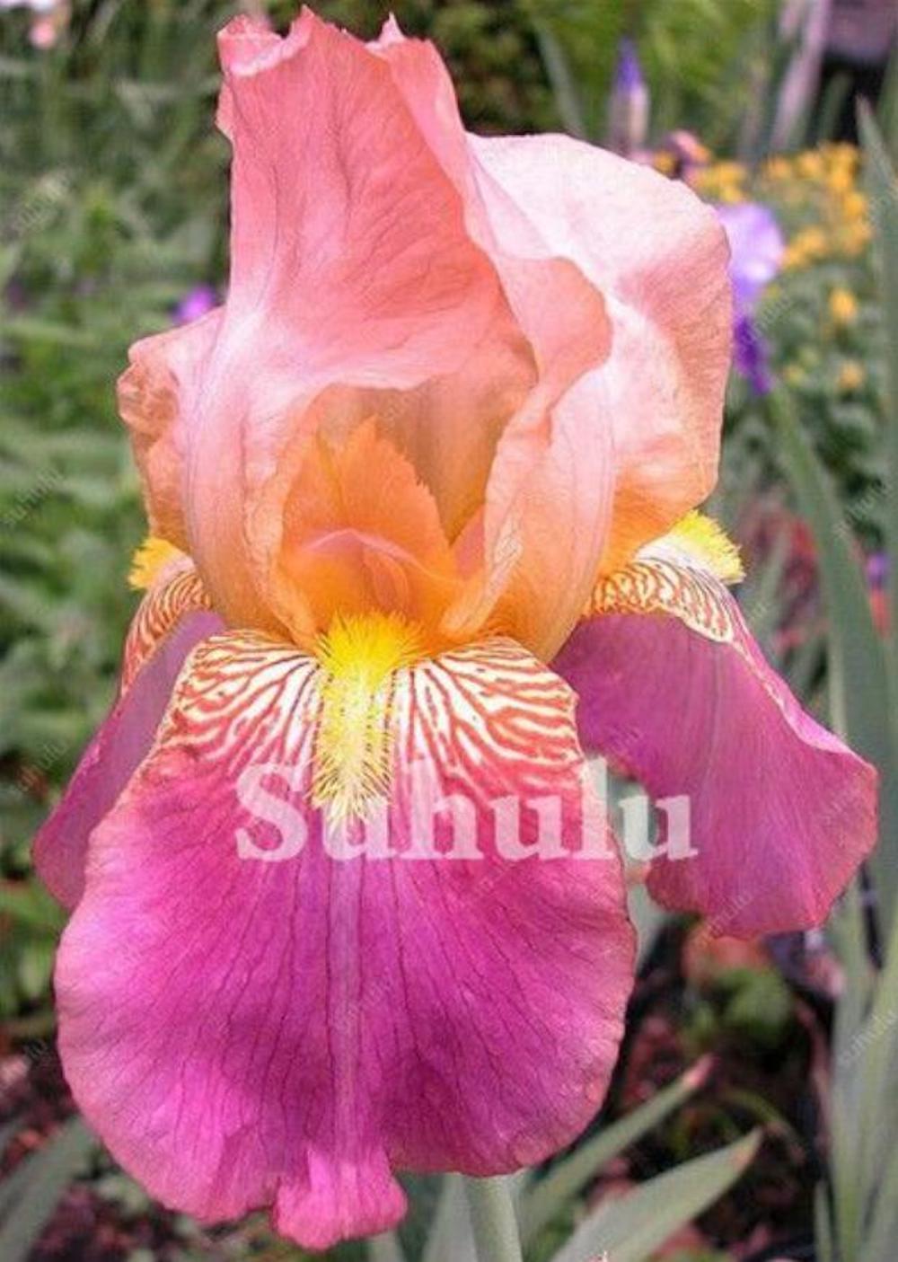 (10) IRIS SEEDS rare exotic flower home blossom garden plant USA SELLER W/TRACK