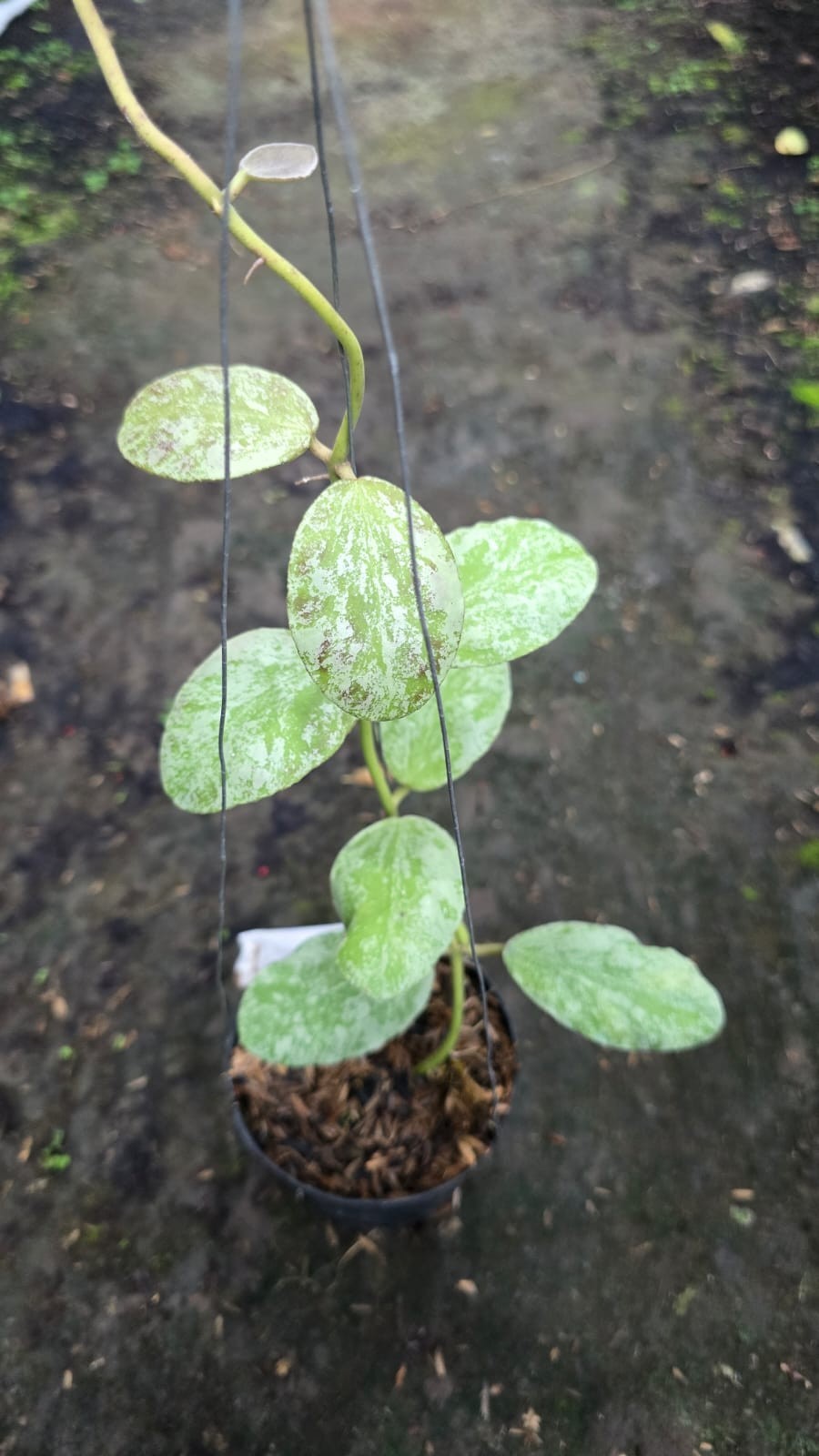 Real Picture Hoya Waymaniae Cloudy Sky Lush Leaves Rare Plant