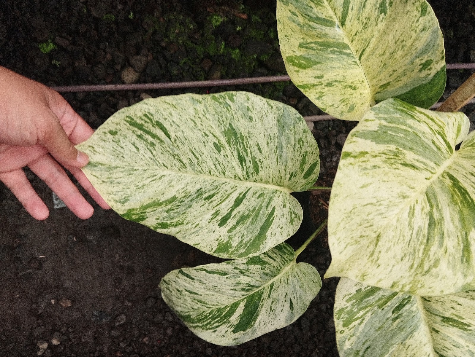 Philodendron Marble Queen Variegated Real Picture Big Leave Free Phitosanytari