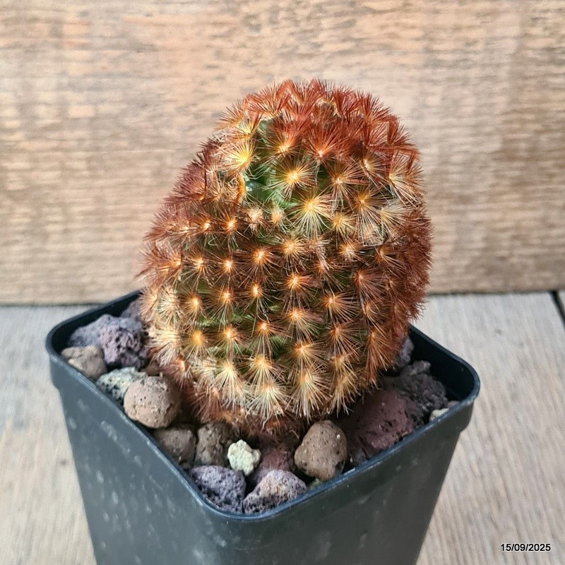 D6421 MAMMILLARIA CARMENAE pot8-H9-W7 cm MaMa Cactus