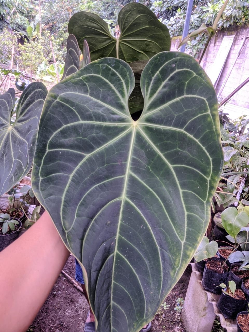 Anthurium Regal Peru Super Big Size Very Beauty Real Picture Mature Plant
