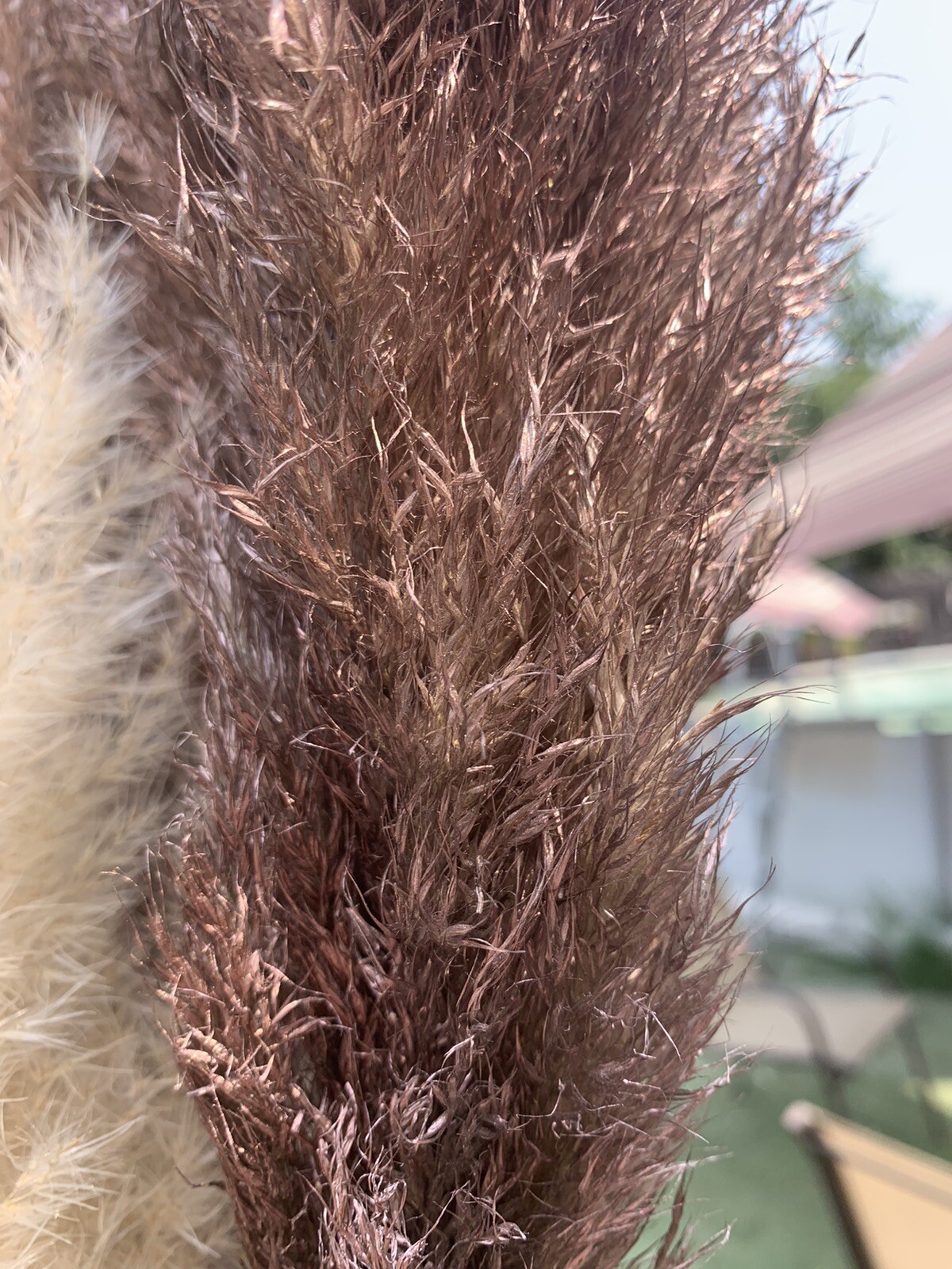 PAMPAS- Box of 10 X (36”) pampas grass stems Red/Blue/Green/Gold/Purple/Yellow