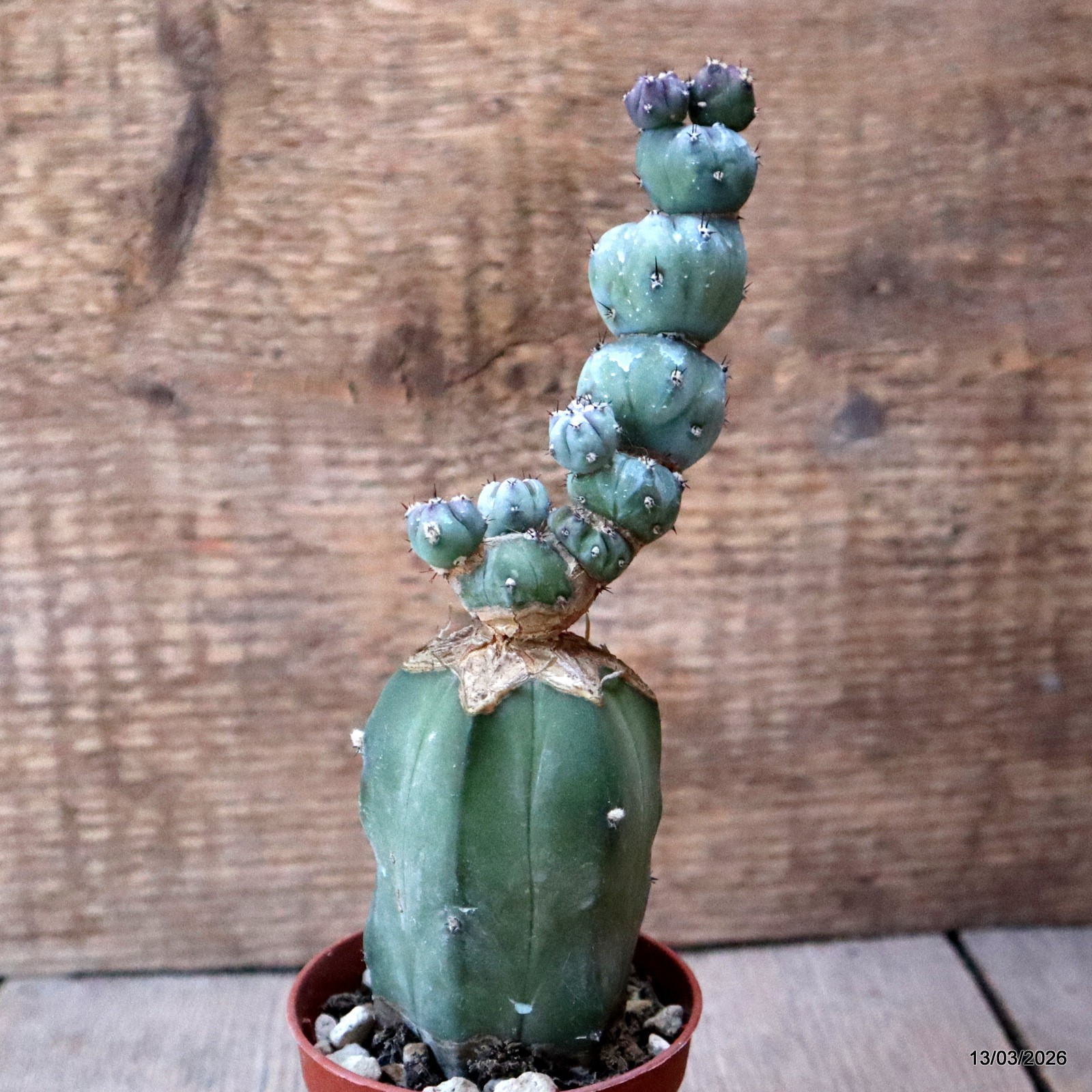 D7989 MYRTILLOCACTUS GEOMETRIZANS STACKER MONSTER GRAFT. pot6,5-H18-W5,5 cm MaMa
