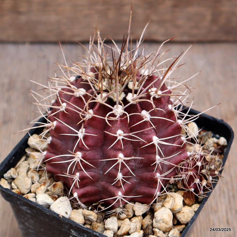 D476 GYMNOCALYCIUM MIHANOVICHII pot9-H7-W8 cm MaMa Cactus