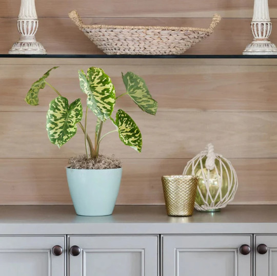 Alocasia Hilo Beauty in 4″ Pot | Elephant Ears Plug | Caladium Indoor & Outdoor