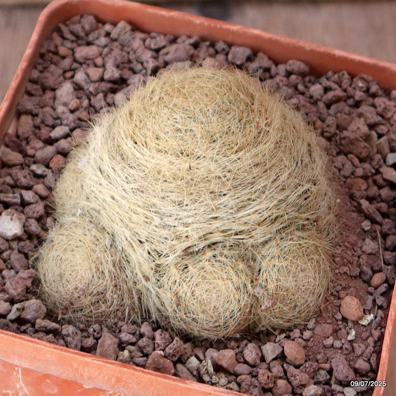D5170 MAMMILLARIA LENTA MULTIHEADS pot10-H5-W7 cm MaMa Cactus