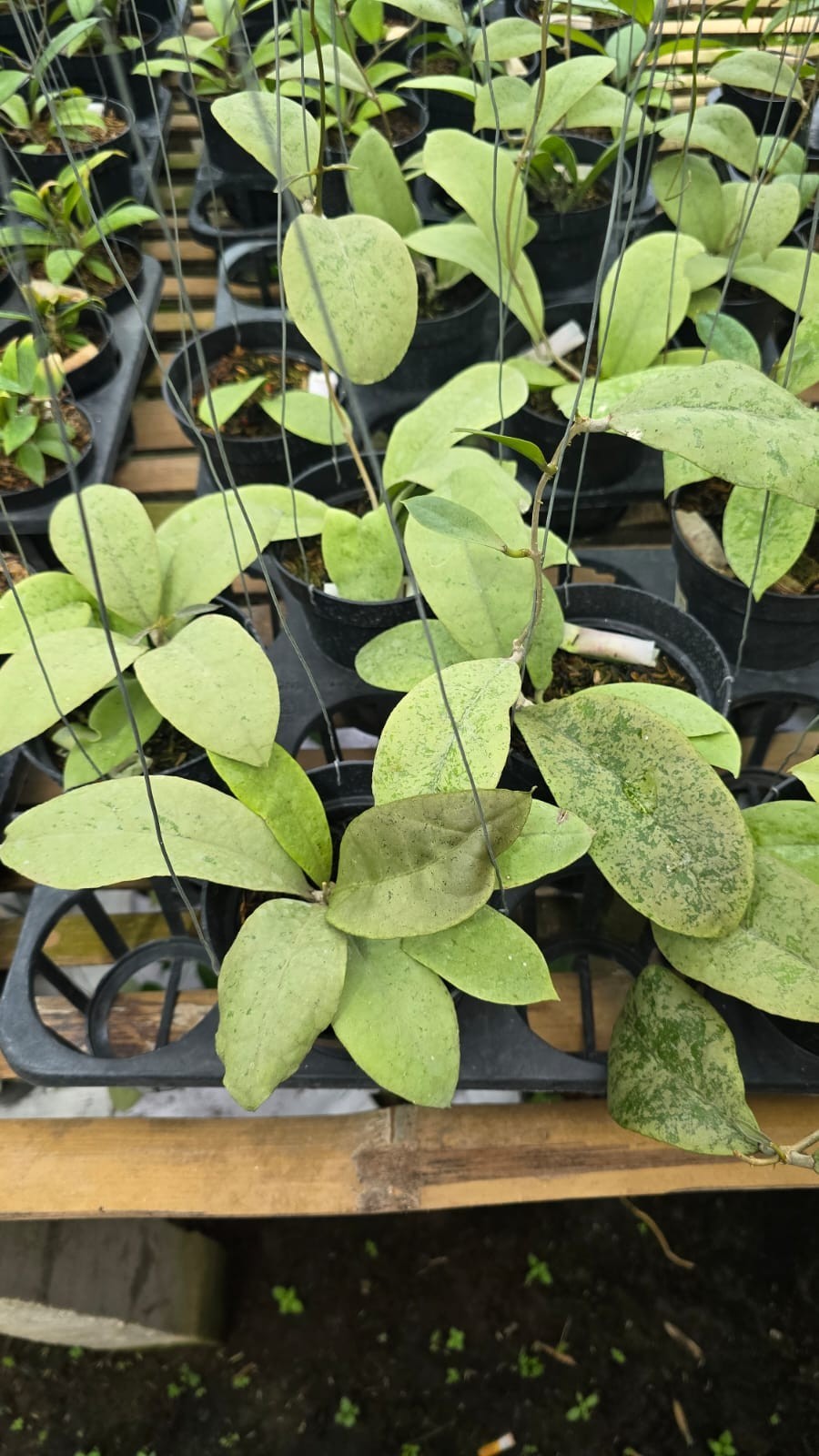 Real Picture Hoya Forbesii Silver Rare Plant