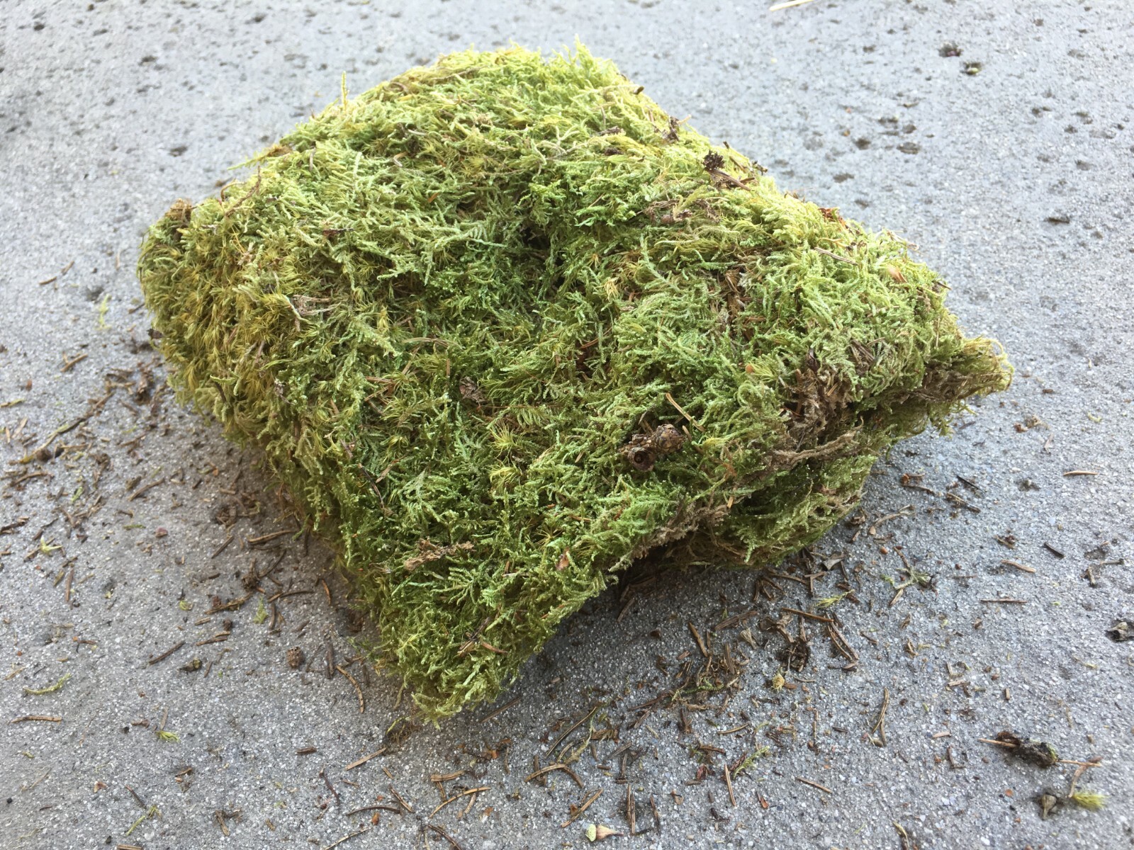 Natural Moss 9 ounce Floral Decor Plant Cover Professional Florist Floor Decor