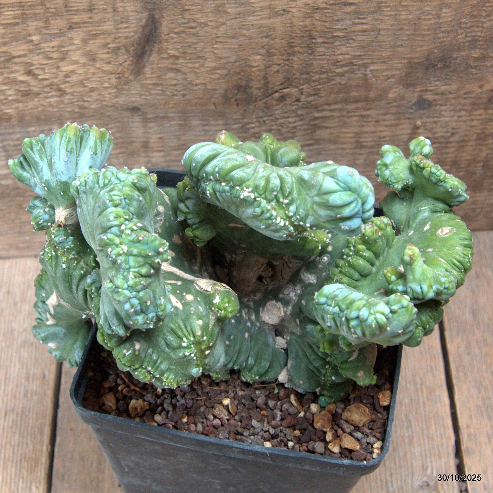 D7237 MYRTILLOCACTUS GEOMETRIZANS CRESTED pot14-H16-W23 cm MaMa Cactus