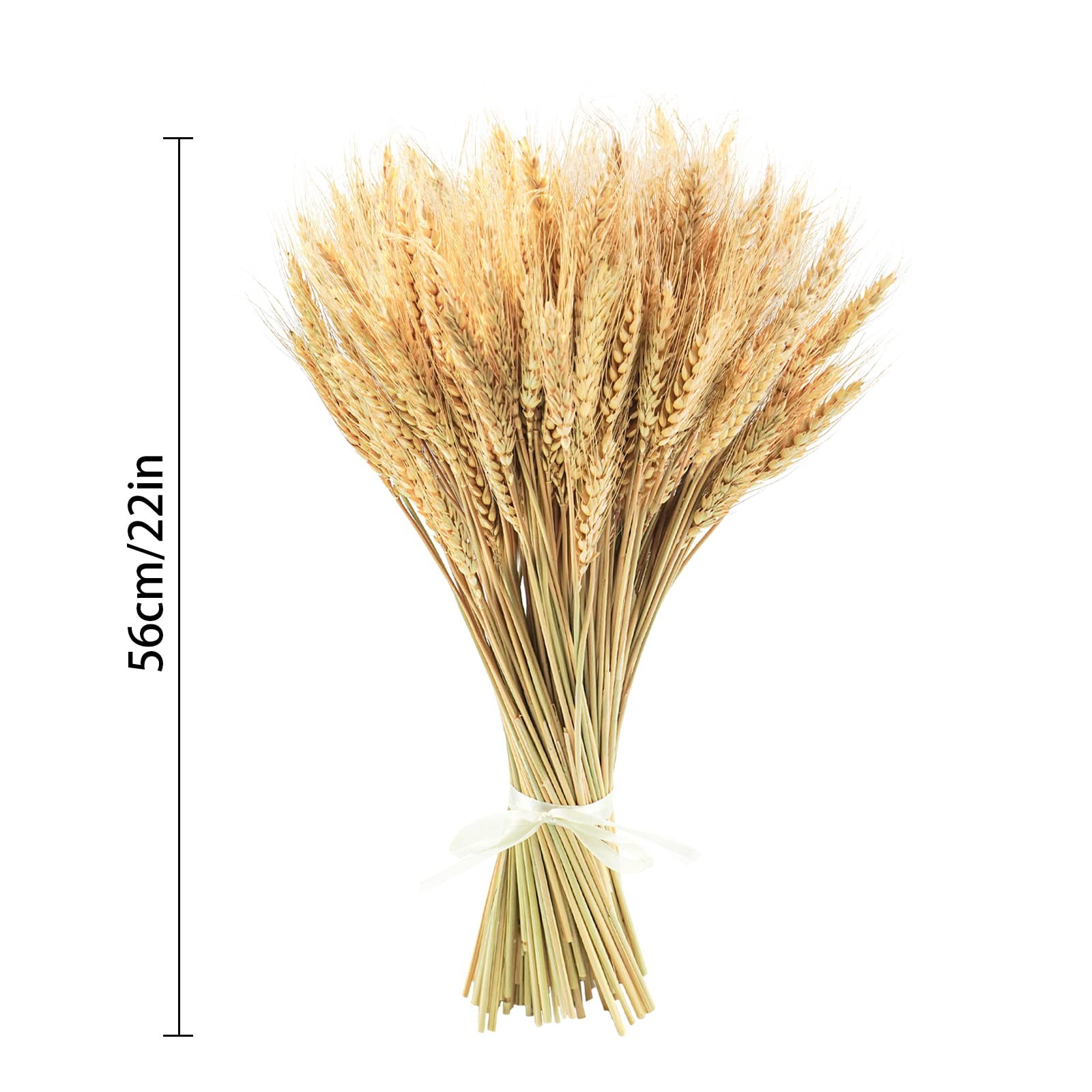 100 Stems 17.7 Inches Dried Wheat Stalks Dried Flowers 100% Natural for Home
