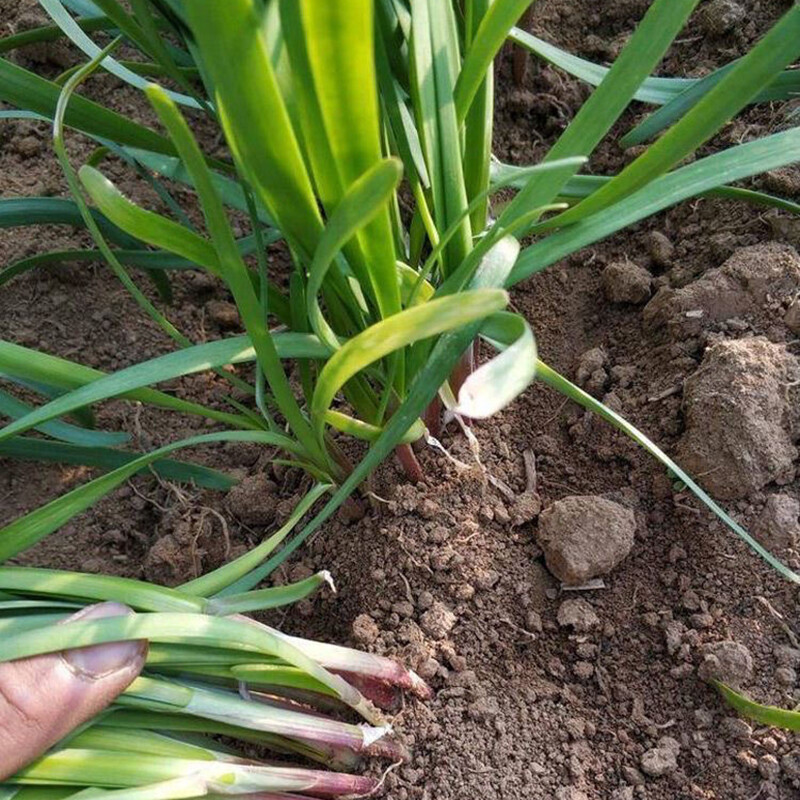 CHIVES GARLIC 400 Seeds Herb Culinary AUTUMN WINTER SPRING SUMMER Herbal Garden
