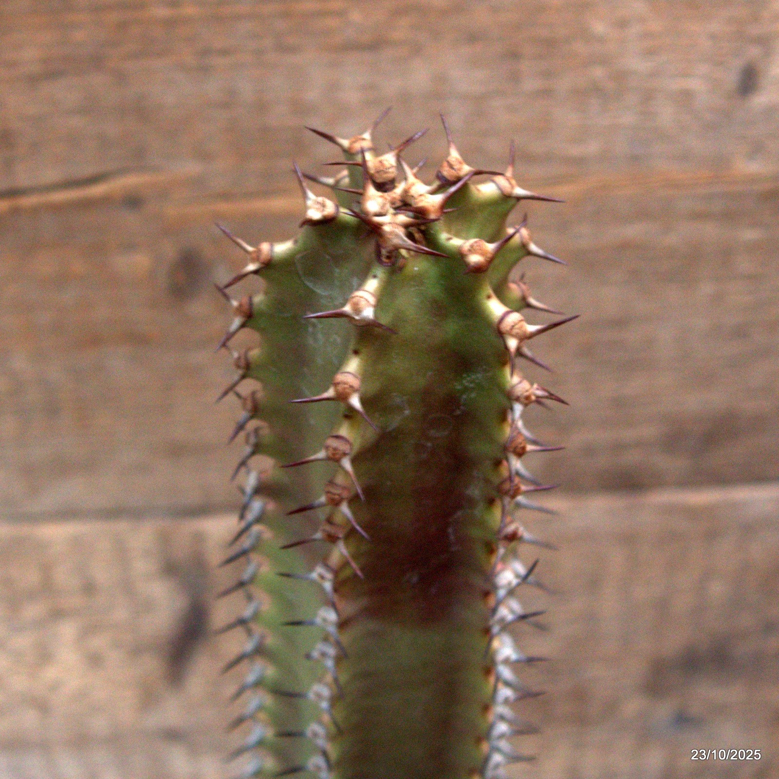 D7123 EUPHORBIA CANARIENSIS DARK pot10-H38-W5 cm MaMa Cactus