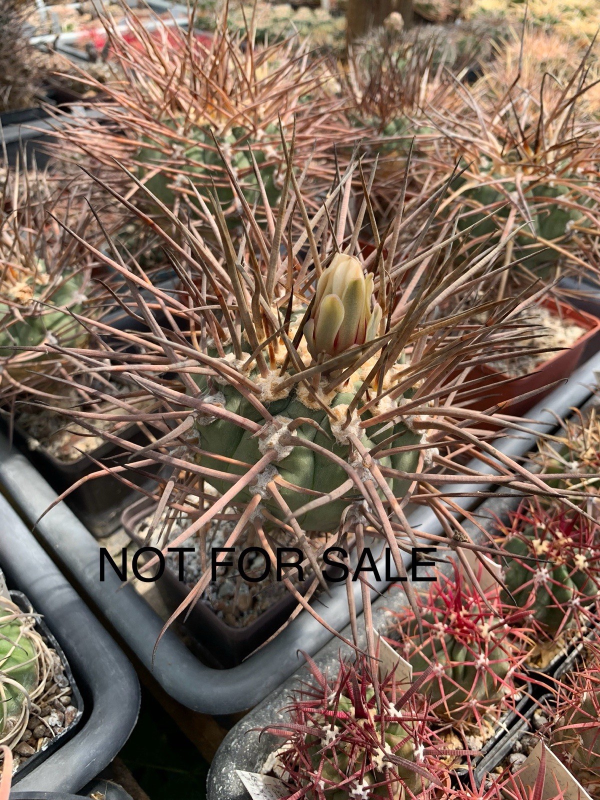 A12-496.G.armatum, MS375, El Paichu, Tarija, Bolivia, own root