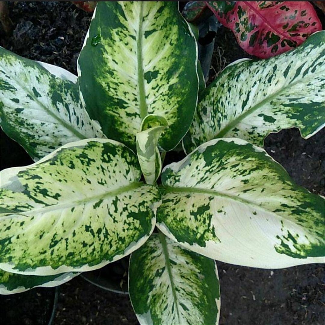 Dieffenbachia variegated Paint of love + Phytosanitary Cert
