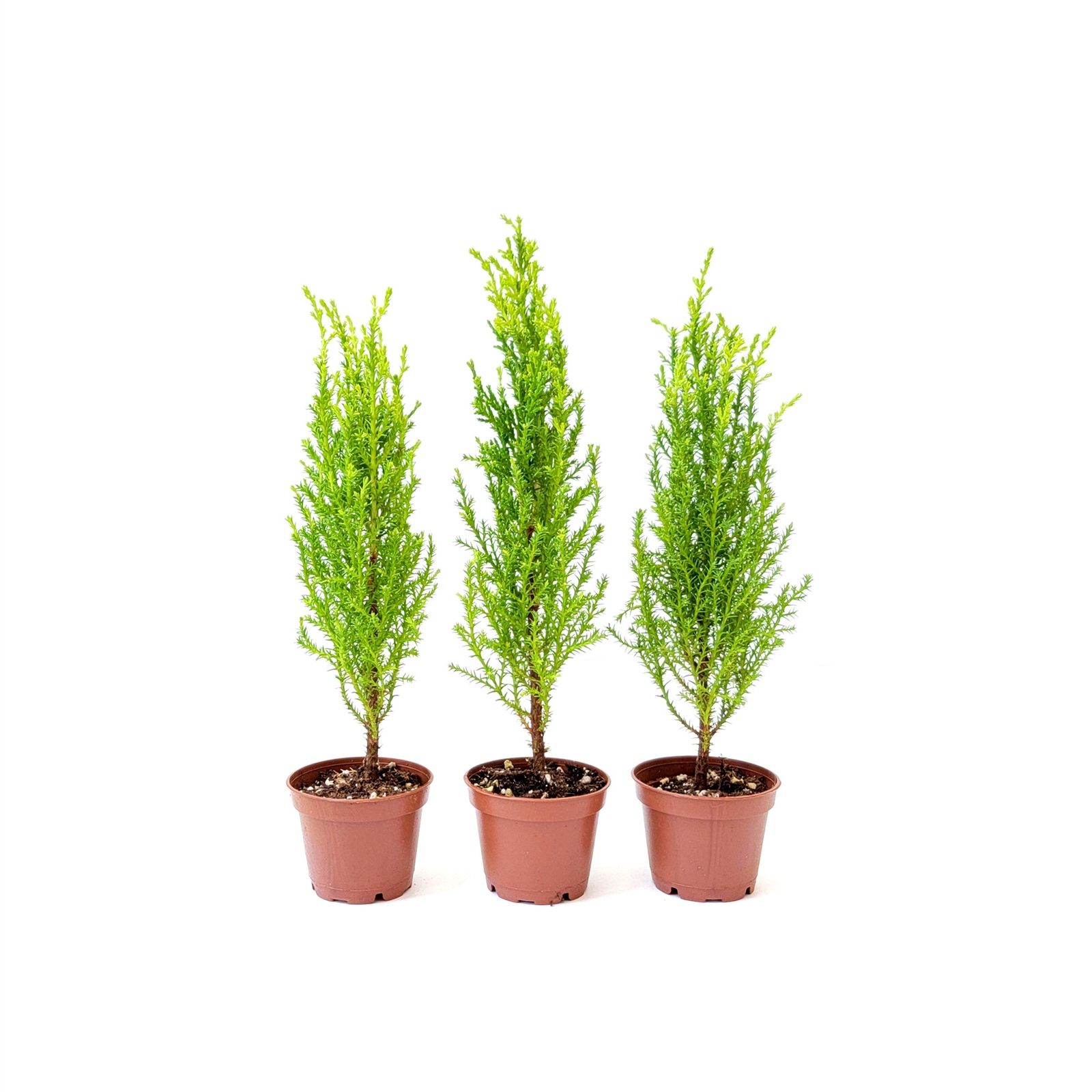 3-PK Live Dwarf Lemon Cypress, Live Indoor Tree, Fragrant Plant, 2.5-in Pot
