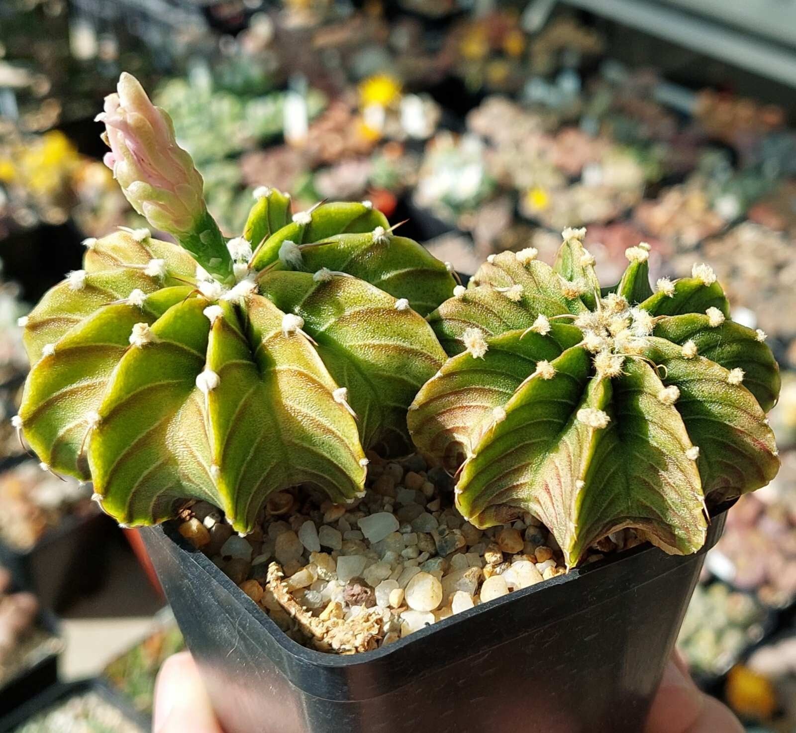Gymnocalycium friedrichii LB 2178 15seeds harvest 2024