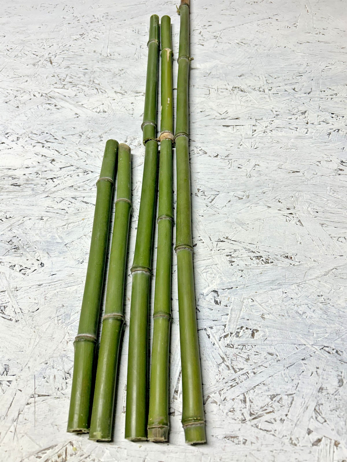 2 PCS 3/4” Diameter Fresh Cut Natural Bamboo For Decor 1ft – 4ft