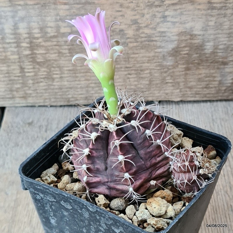D5703 GYMNOCALYCIUM MIHANOVICHII pot9-H5,5-W8 cm MaMa Cactus