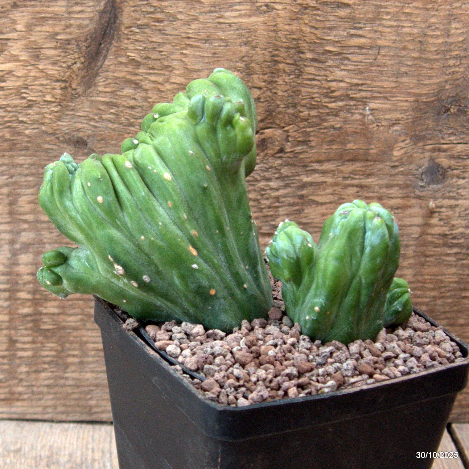D7228 MYRTILLOCACTUS GEOMETRIZANS CRESTED pot10-H12-W15 cm MaMa Cactus