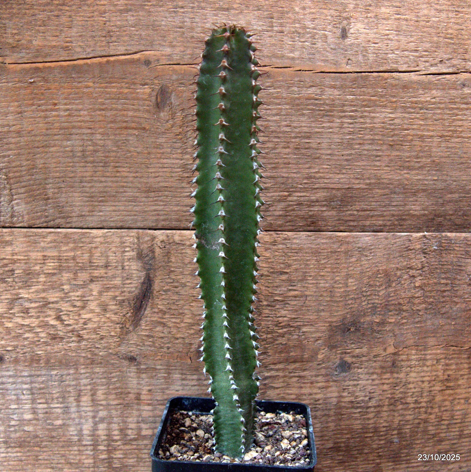 D7124 EUPHORBIA CANARIENSIS DARK pot10-H28-W5,5 cm MaMa Cactus