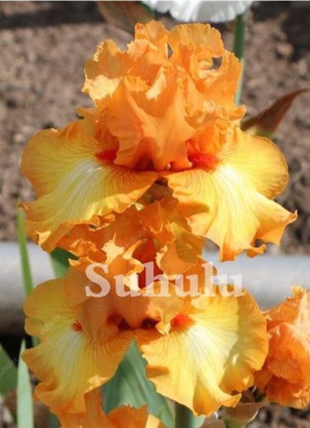 (10) IRIS SEEDS rare exotic flower home blossom garden plant USA SELLER W/TRACK