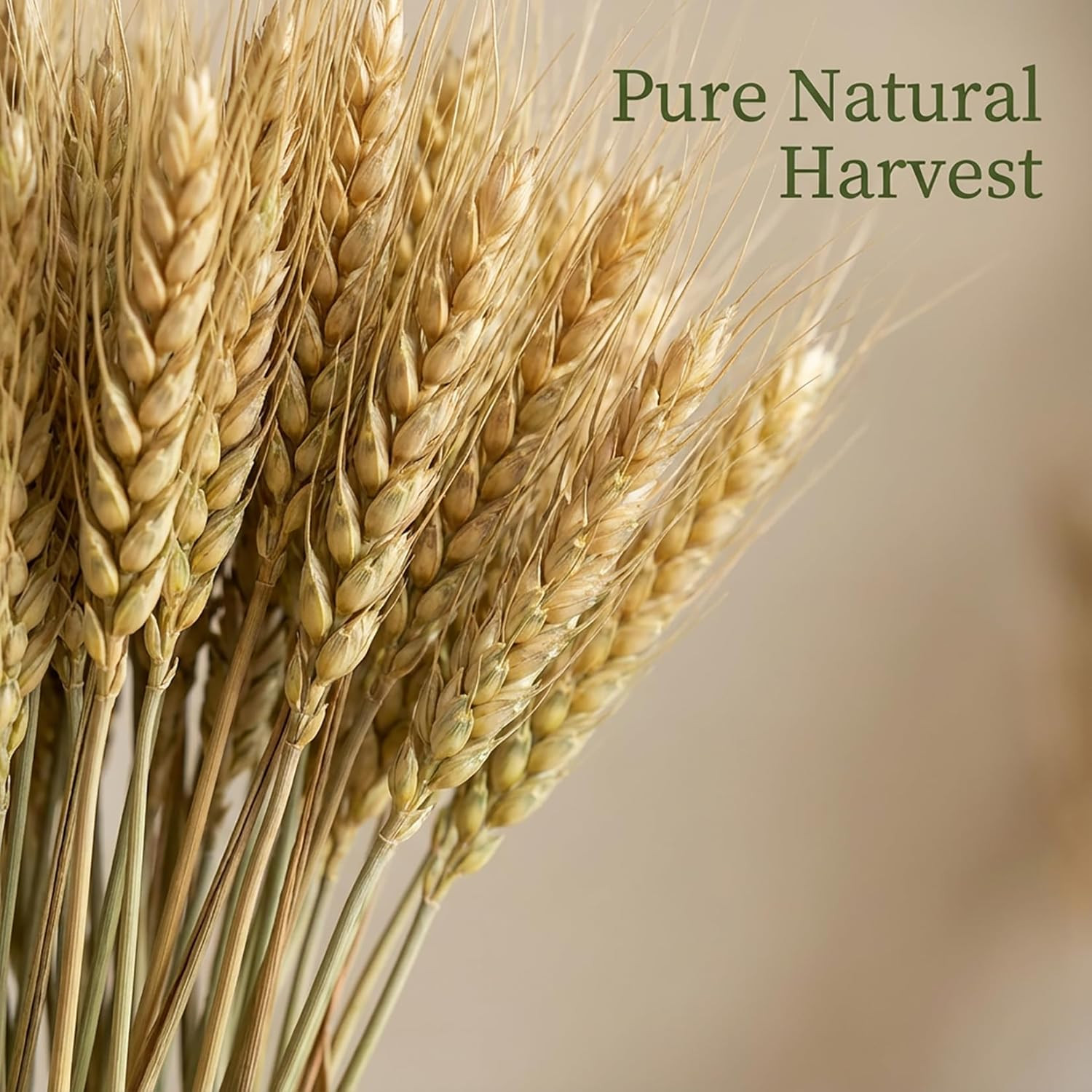 Dried Flowers for Vase – 50 Stems Natural Cyan Wheat Straw Grass 13.3 Inches Gra