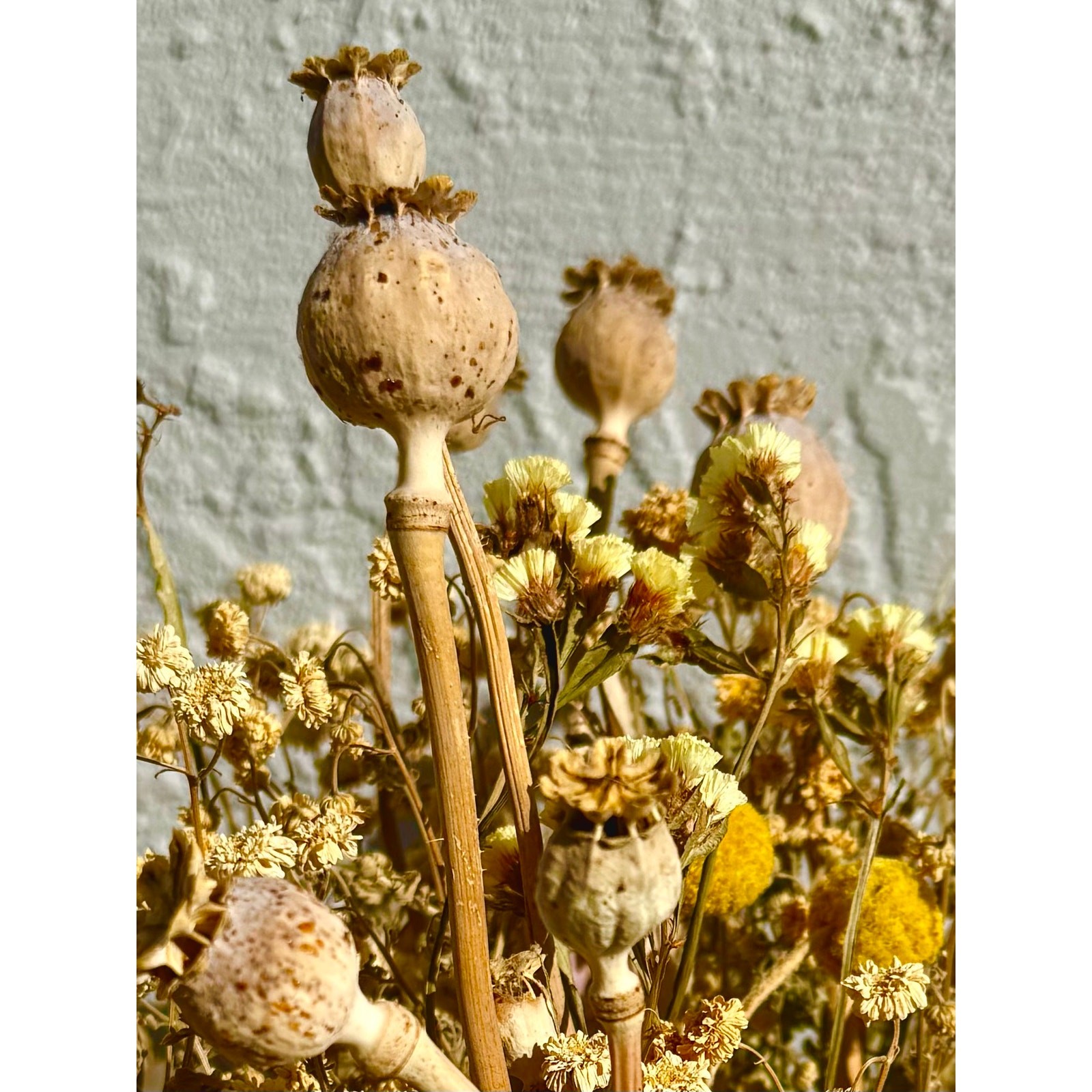 Dried Seed Pod Bouquet 16” Yellow Billy Buttons Boho Wedding Centerpiece Natural