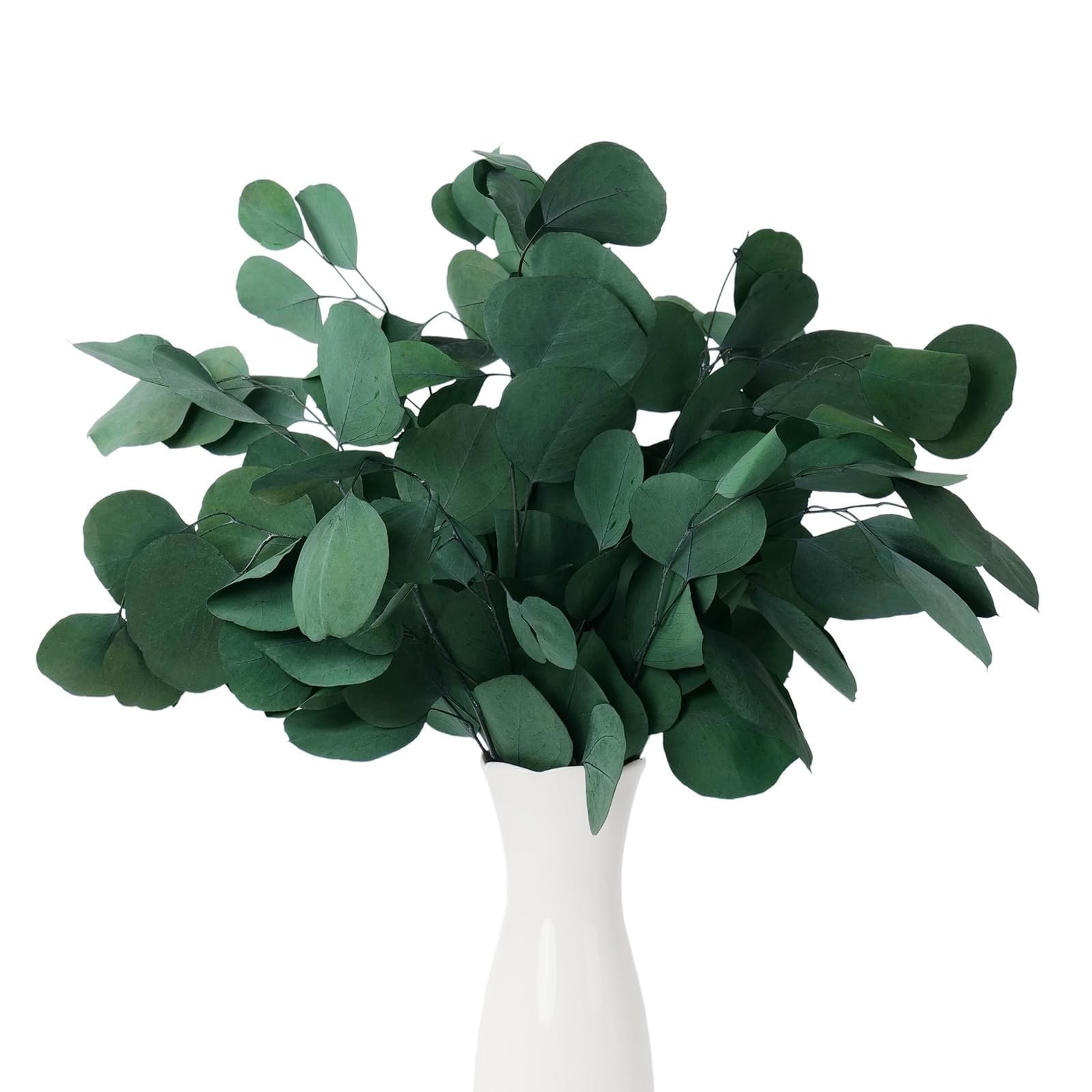 20PCS Large Dried Eucalyptus Stems – Real Preserved Fresh Eucalyptus Plant fo…
