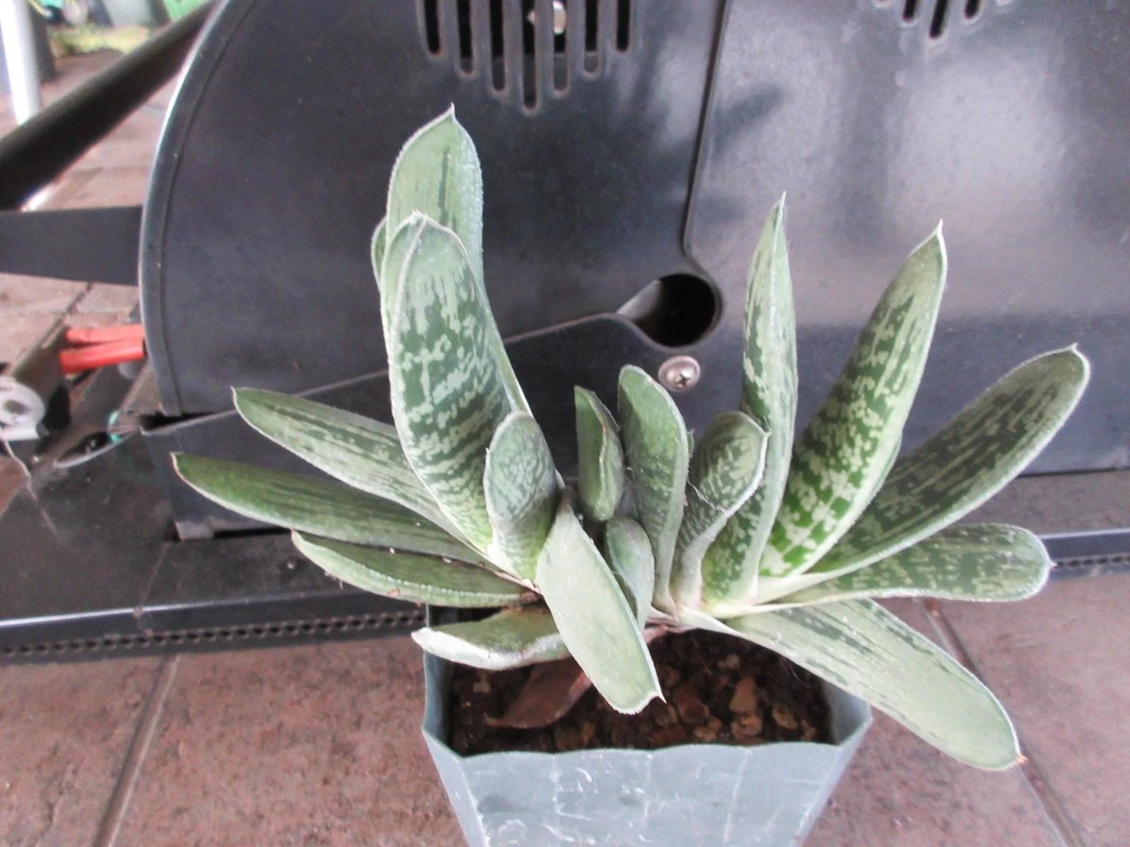 Gasteria Gracilis Gasteria Glomerata Succulent Cactus Plant