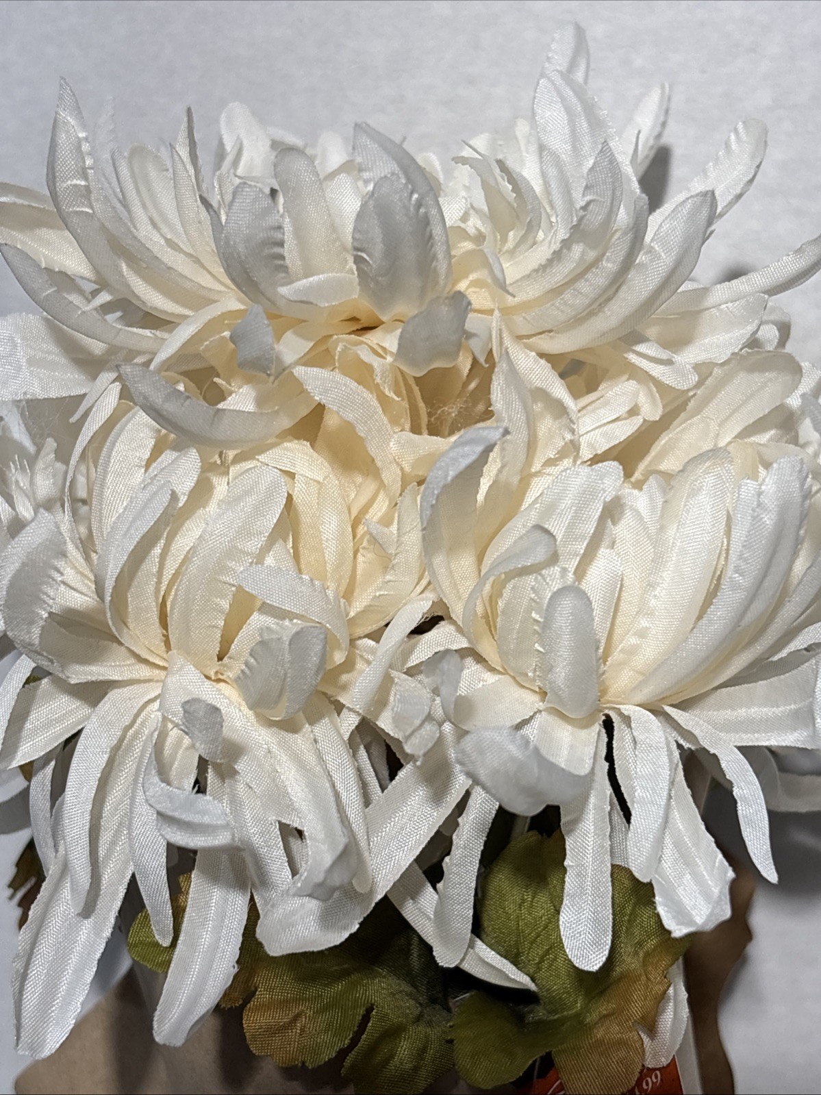 12” Potted Dark White Spider Mum by Ashland Table Centerpiece New