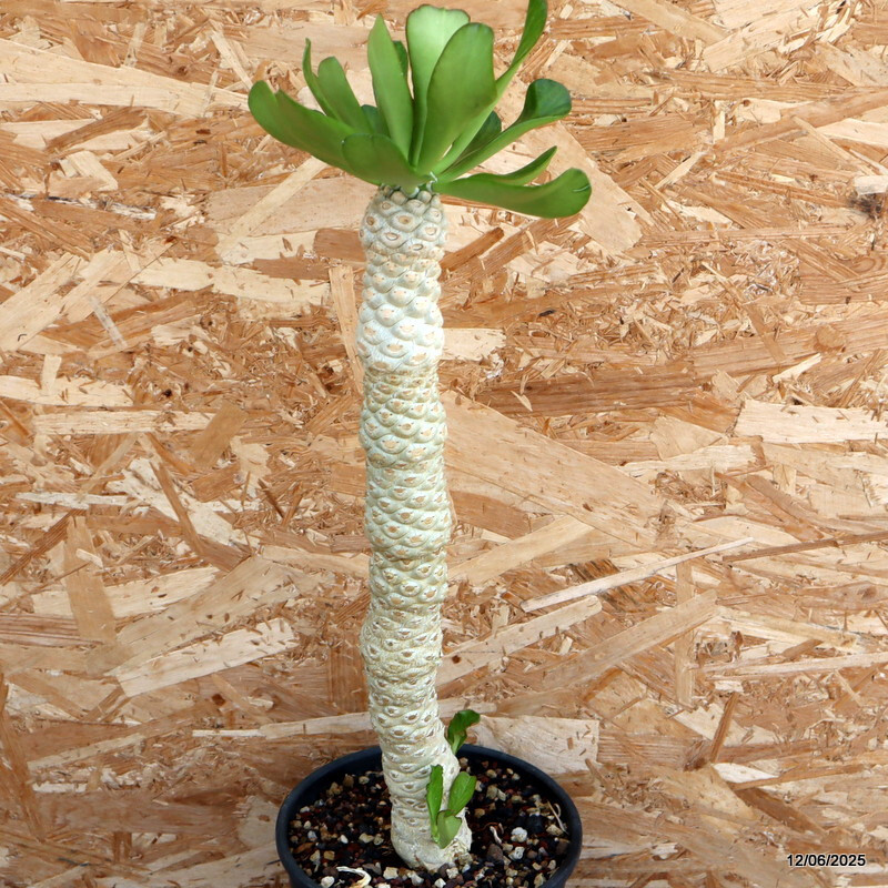 D4593 EUPHORBIA POISSONII pot19-H48-W6 cm MaMa Cactus