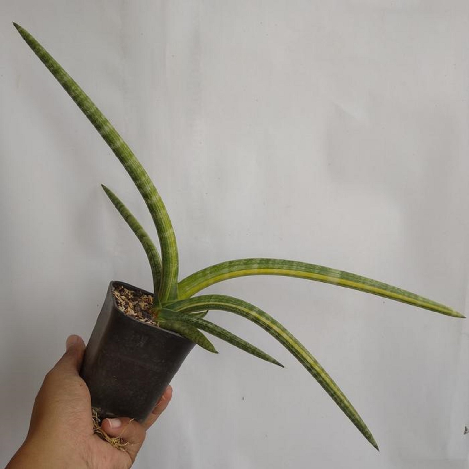 Sansevieria Patula Variegated Rare Plant Variegated Snake Plant