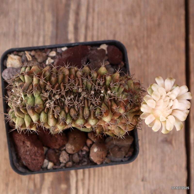 D4983 GYMNOCALYCIUM MIHANOVICHII CRESTED GRAFT pot9-H9-W9 cm MaMa Cactus