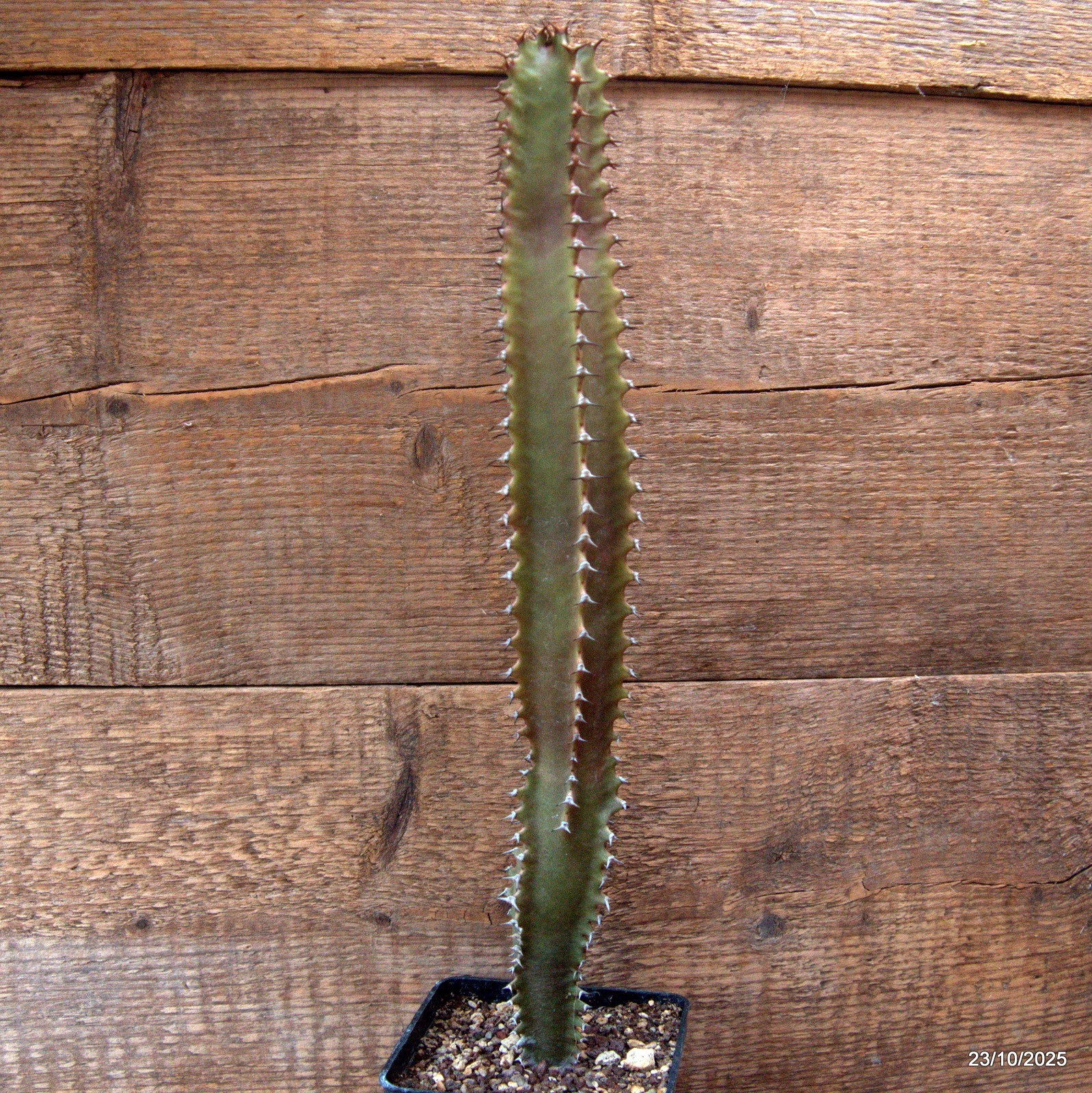 D7123 EUPHORBIA CANARIENSIS DARK pot10-H38-W5 cm MaMa Cactus